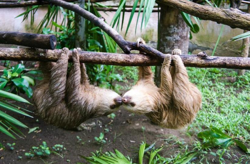 Sloth Sanctuary, Limón Province, Costa Rica